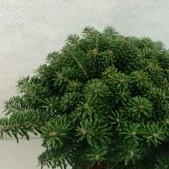 Sapin De Corée - Abies Koreana Tundra