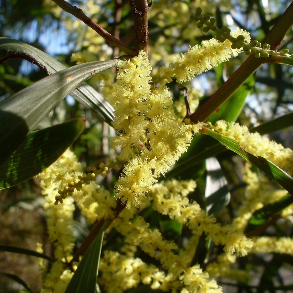 Mimosa Ă Longues Feuilles - Acacia Longifolia