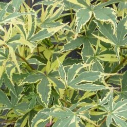 Erable Du Japon - Acer Palmatum Beni Shichihenge