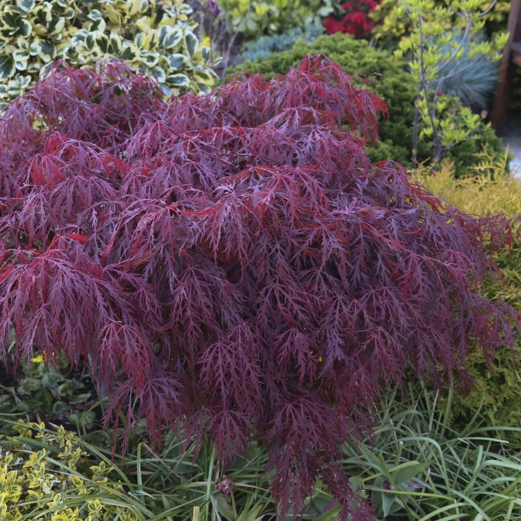 Ărable Du Japon - Acer Palmatum Crimson Queen
