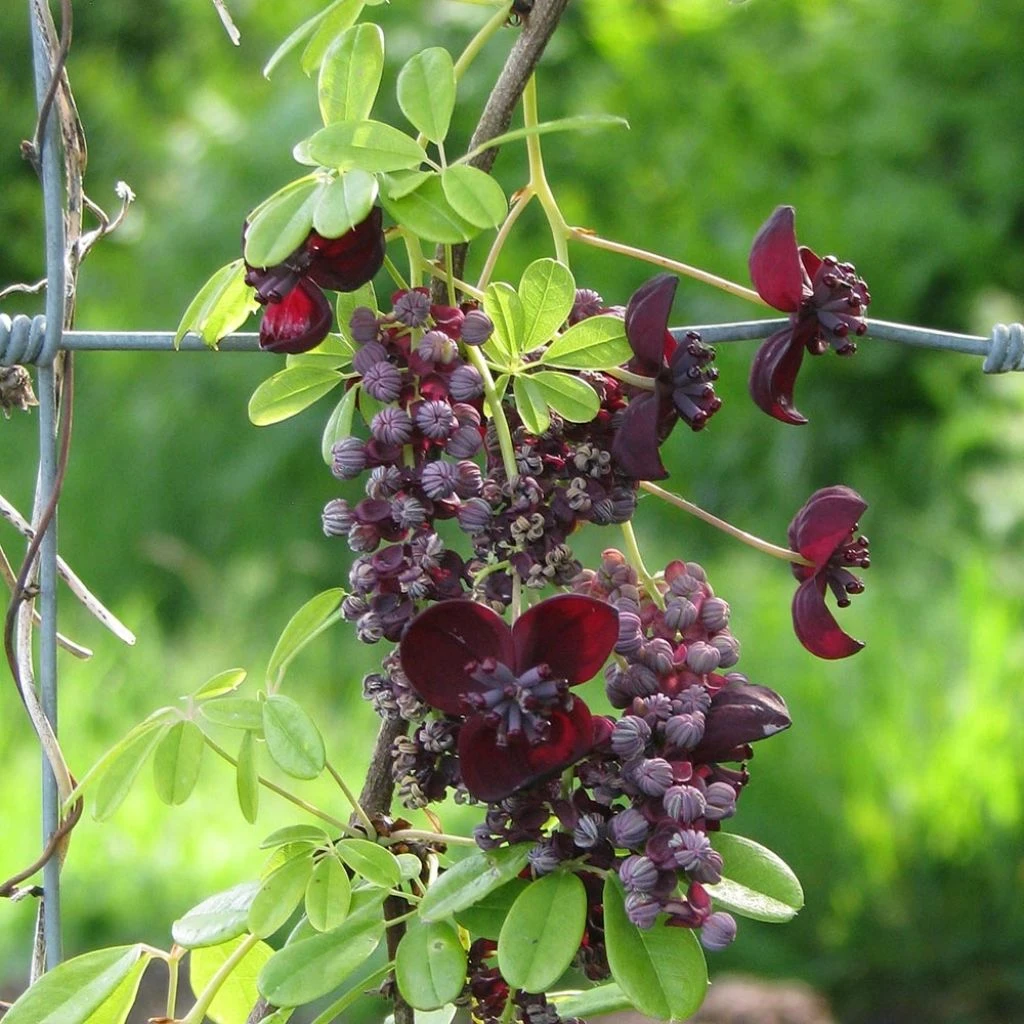 Akebia Longeracemosa - Akébie à Longue Grappe
