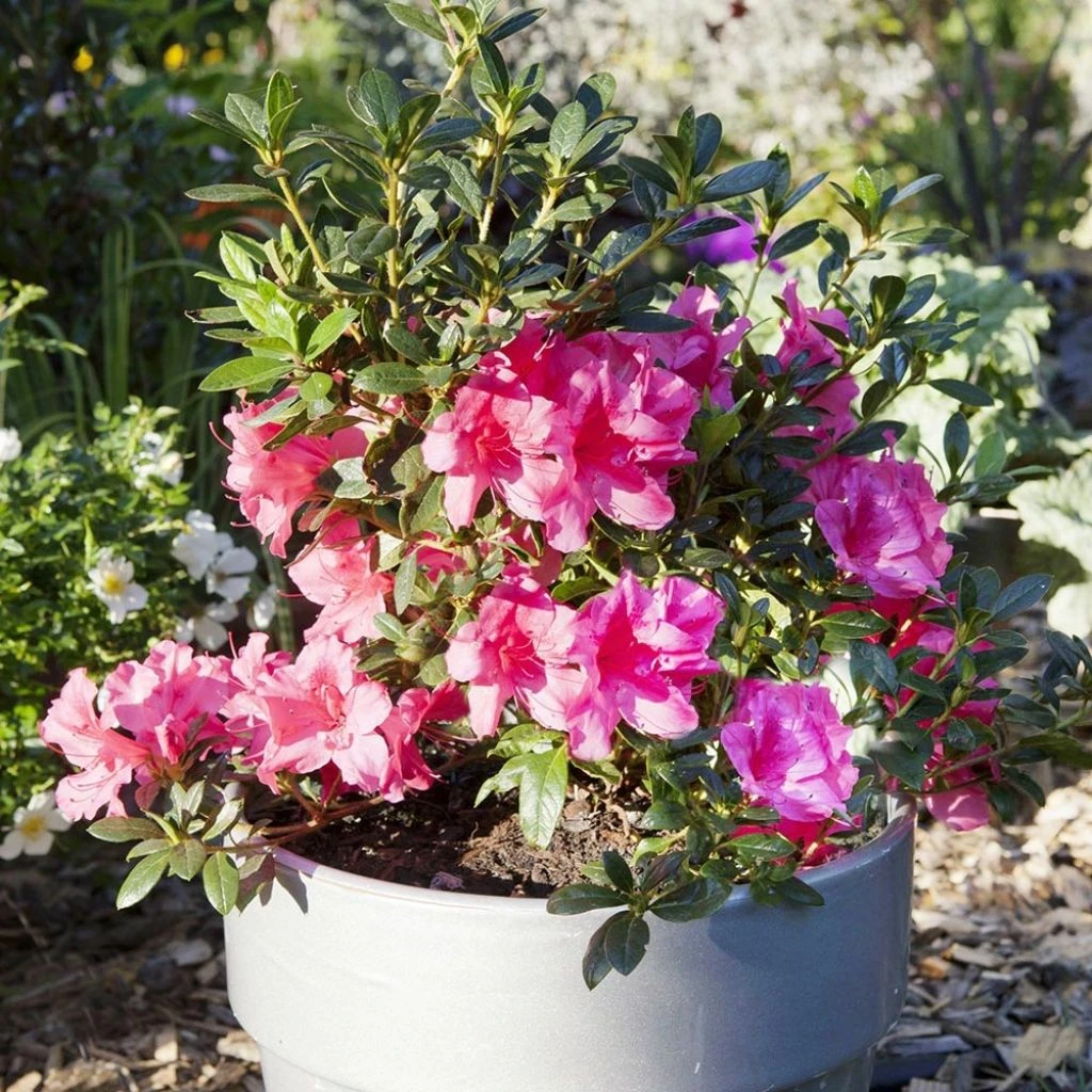 Azalée Hybride ENCORE® Carnival