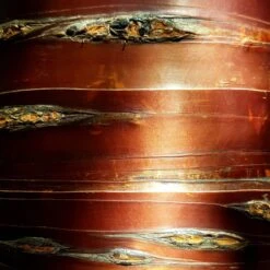 Bouleau Blanc De L'Himalaya - Betula Utilis Nepalese Orange