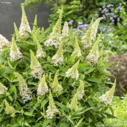 Buddleja Davidii Butterfly Candy Little White - Arbre Aux Papillons Nain