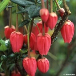 Crinodendron Hookerianum - Arbre Aux Lanternes