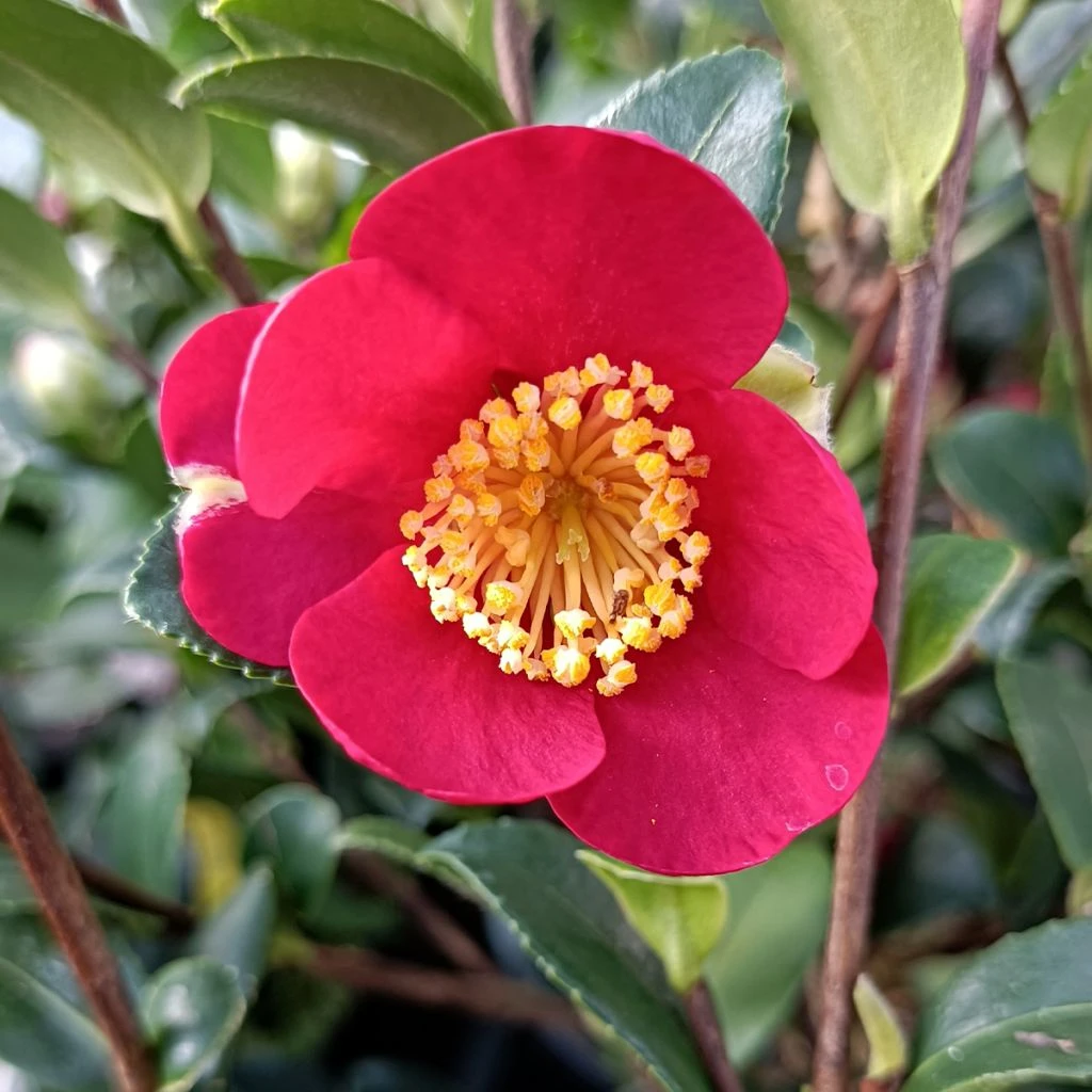 Camélia D'automne - Camellia Sasanqua Yuletide