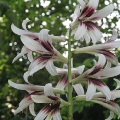 Cardiocrinum Giganteum - Lis Géant De L'Himalaya