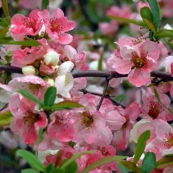 Cognassier Du Japon Toyo-Nishiki - Chaenomeles Speciosa