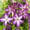 Clématite - Clematis Venosa Violacea