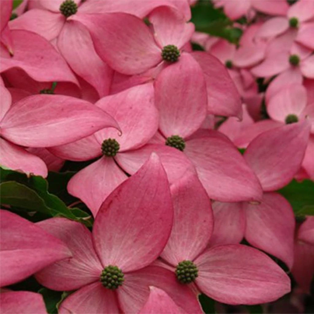 Cornus Kousa Scarlet Fire - Cornouiller Du Japon