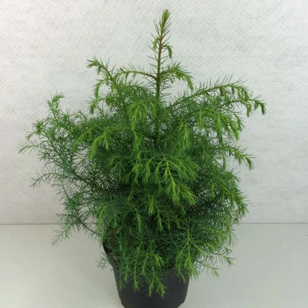 Cryptomeria Japonica Elegans Viridis