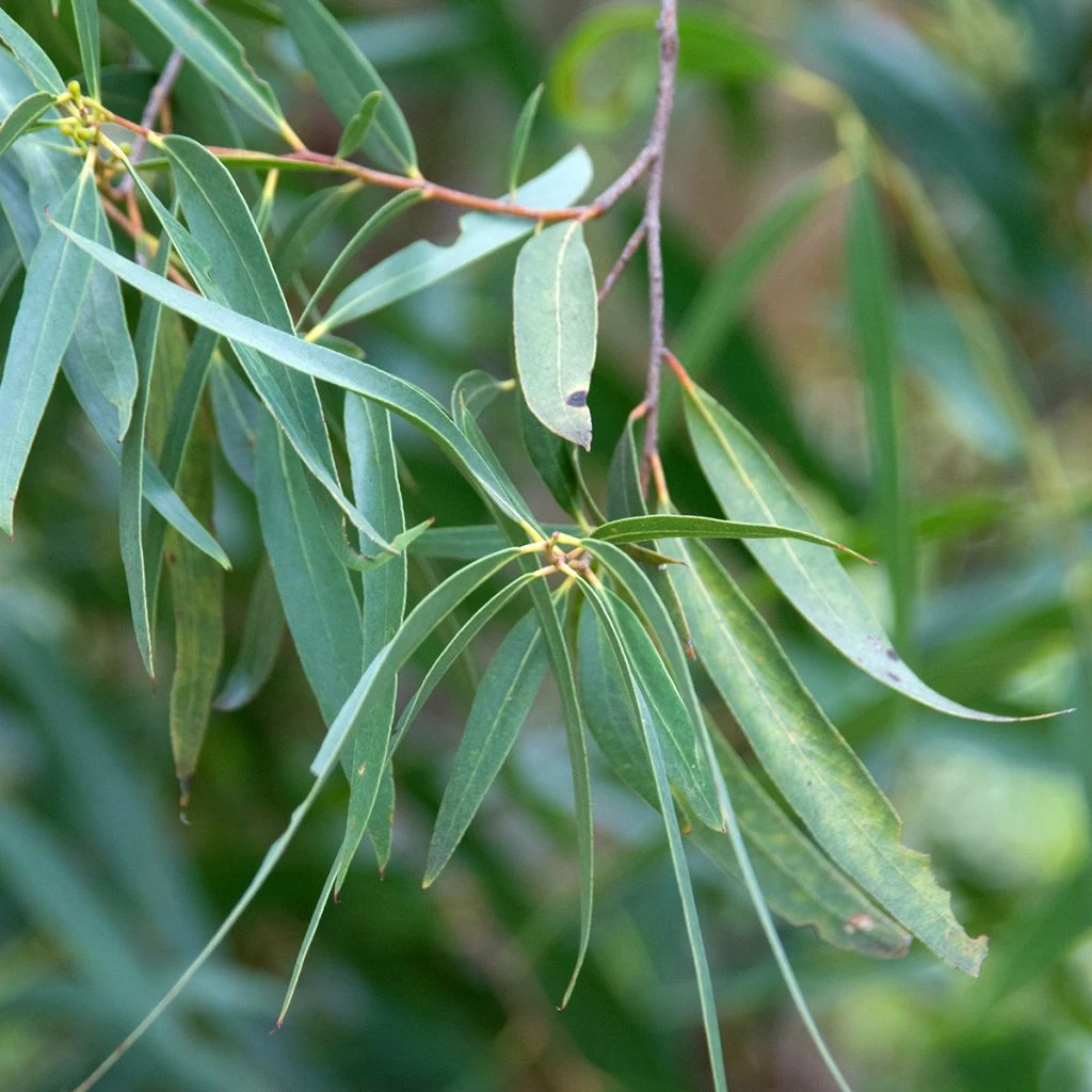 Eucalyptus Approximans - Mallee De Barren Mountain
