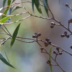 Eucalyptus Stricta - Eucalyptus Mallee Des Blue Mountains