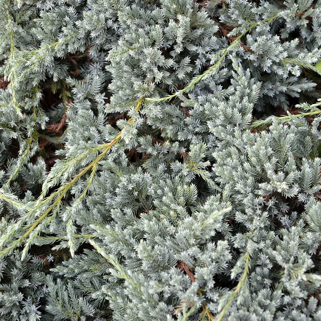 Genévrier écailleux - Juniperus Squamata Blue Spider