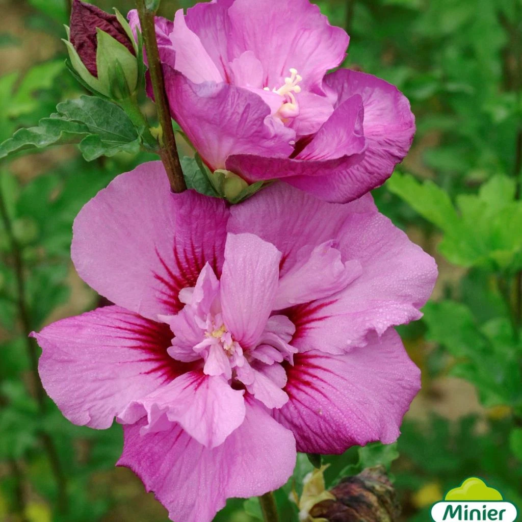 Hibiscus Syriacus Eruption - Althéa Ou Mauve En Arbre