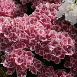 Hortensia - Hydrangea Macrophylla Red Ace