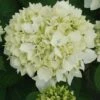 Hortensia - Hydrangea Macrophylla Sœur Thérèse