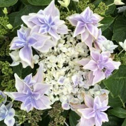 Hortensia - Hydrangea Macrophylla Stargazer
