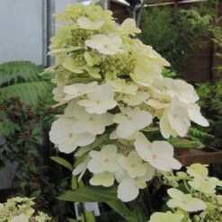 Hydrangea Paniculata Unique - Hortensia Paniculé