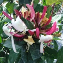 Chèvrefeuille - Lonicera Caprilia Impérial Cov