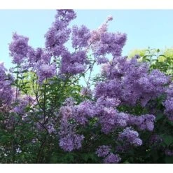 Lagerstroemia Indica Violacea - Lilas Des Indes