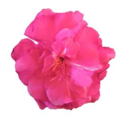 Laurier Rose Double Roseum Plenum - Nerium Oleander