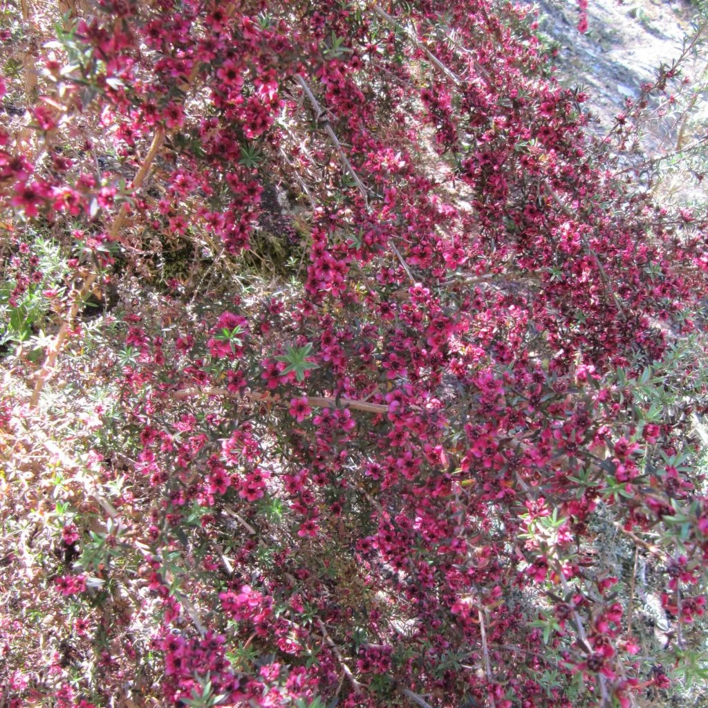 Leptospermum Scoparium Jubilee - Arbre à Thé