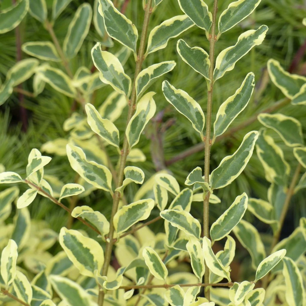 Ligustrum Ibota Musli - TroĂšne