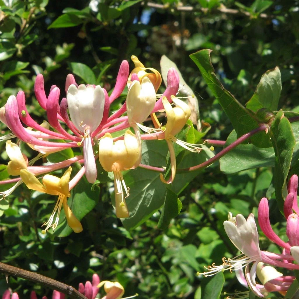 ChĂšvrefeuille, Lonicera Caprifolium