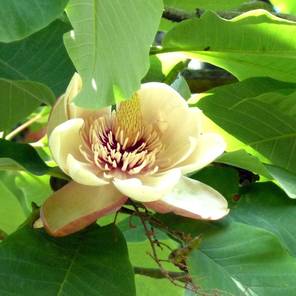 Magnolia Hypoleuca (obovata) - Magnolia Ă Grandes Feuilles