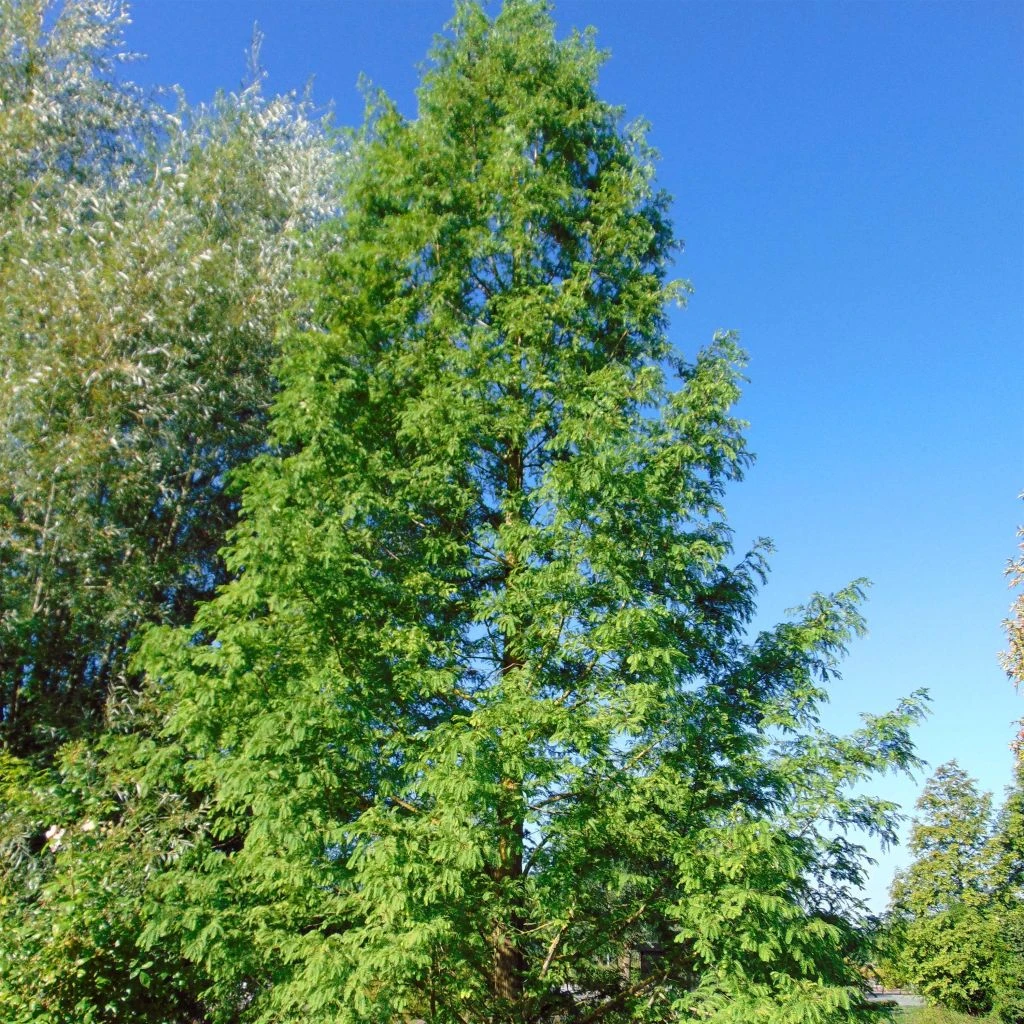 Metasequoia Glyptostroboides