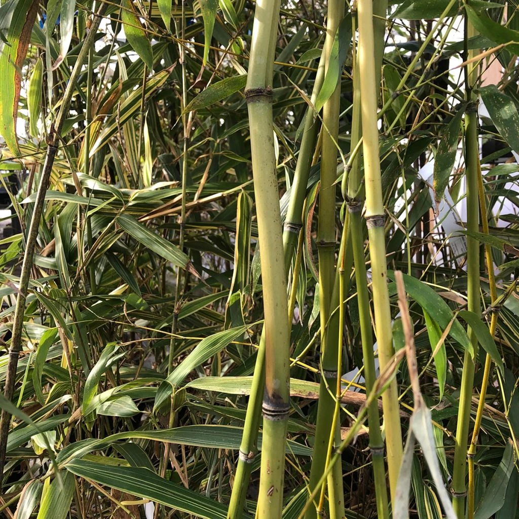 Phyllostachys Flexuosa - Bambou Moyen