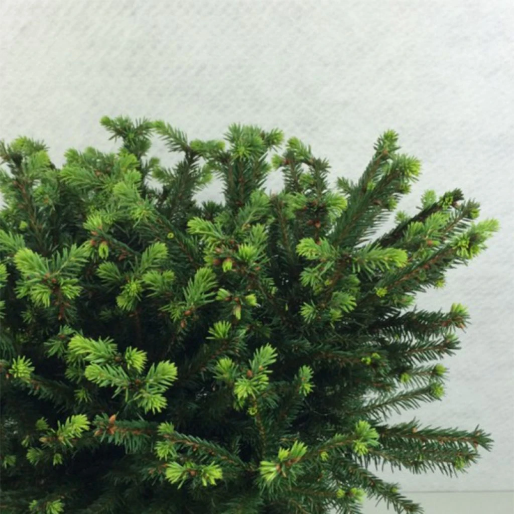Epicea Commun - Picea Abies Maxwellii