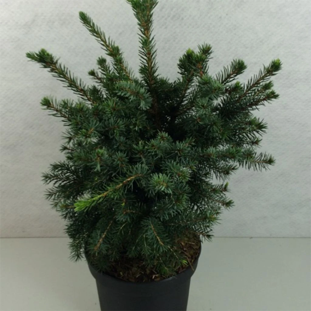 Epicea De Serbie - Picea Omorika Wodan