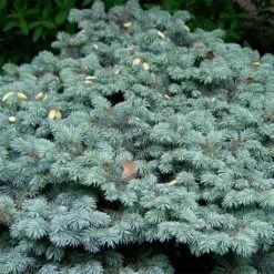 Epicea Bleu - Picea Pungens Glauca Globosa
