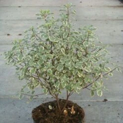 Pittosporum Tenuifolium Variegatum
