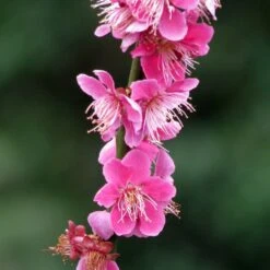 Prunus Mume Beni Chidori - Abricotier Du Japon