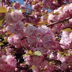 Cerisier à Fleurs Du Japon - Prunus Serrulata Kanzan