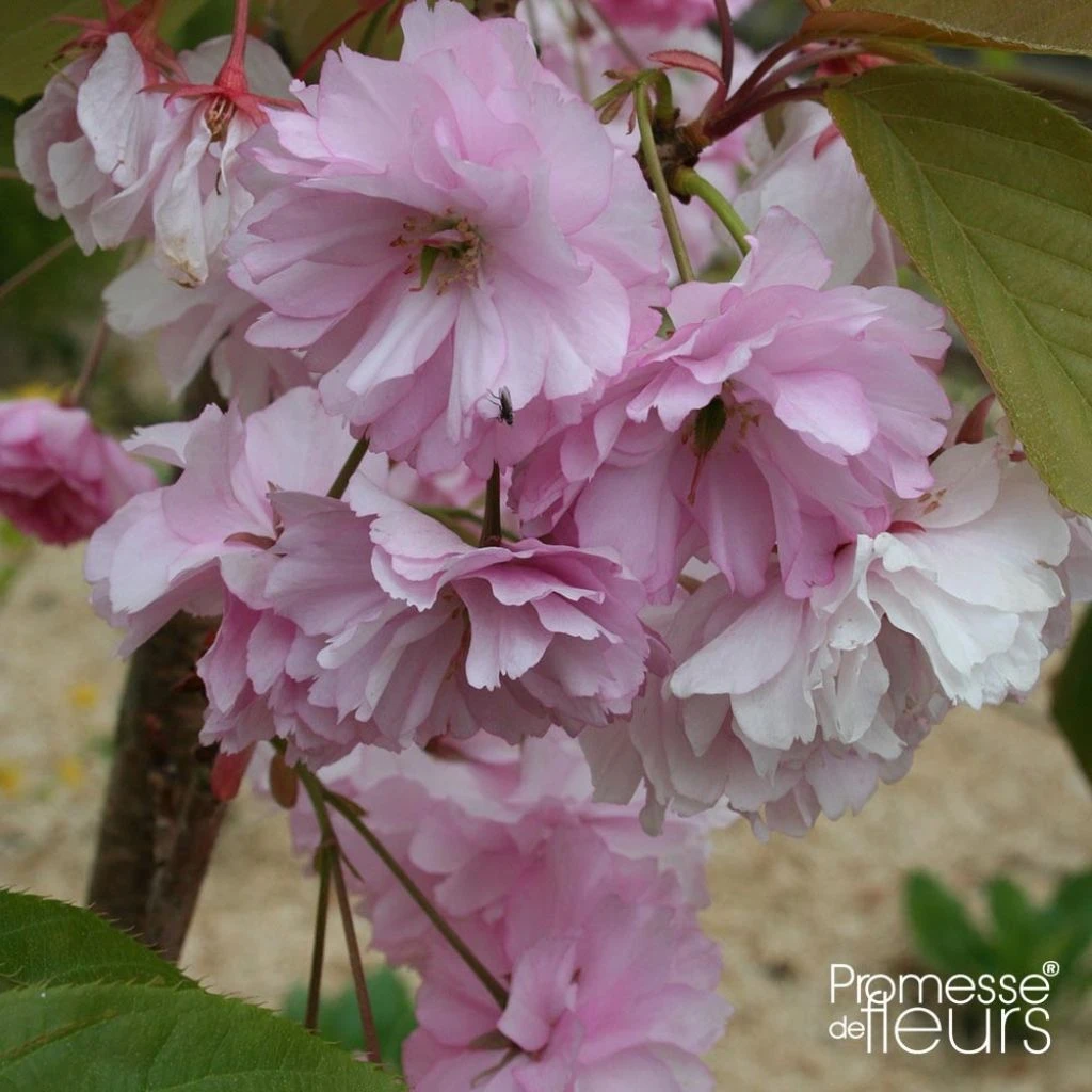 Cerisier Ă Fleurs - Prunus Serrulata Pink Perfection