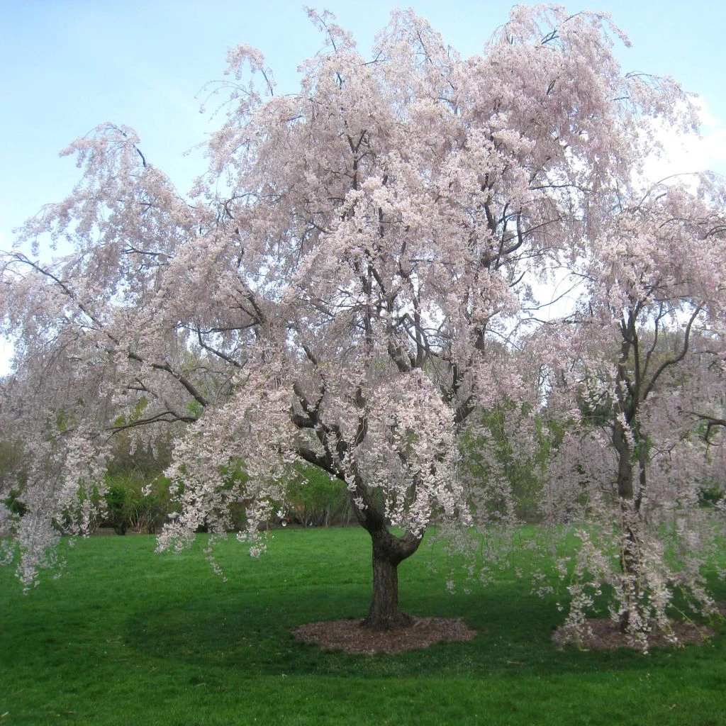 Cerisier Ă Fleurs - Prunus Subhirtella Pendula Rubra