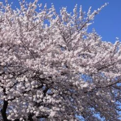 Cerisier à Fleurs - Prunus Yedoensis