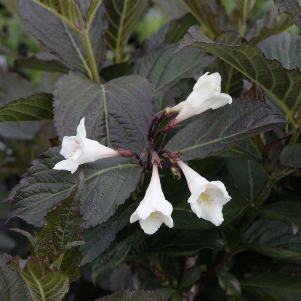 Weigela Florida Ebony And Ivory
