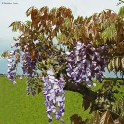 Glycine De Chine Blue Line - Wisteria Sinensis