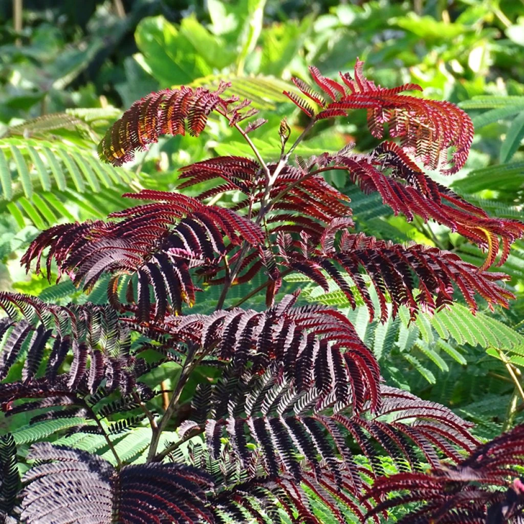 Albizia Julibrissin Summer Chocolate - Arbre Ă Soie
