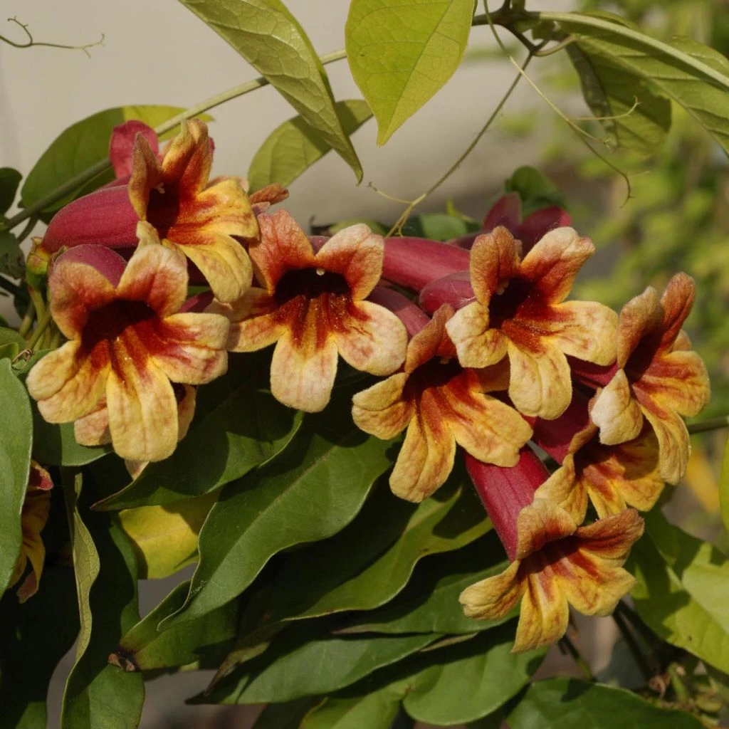 Campsis Capreolata - Bignone à Vrilles