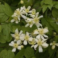 Clématite - Clematis Vitalba Trichotoma