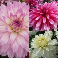 Collection Dahlias Nains Gallery