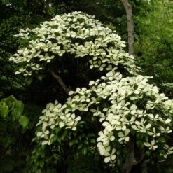 Cornus Hongkongensis