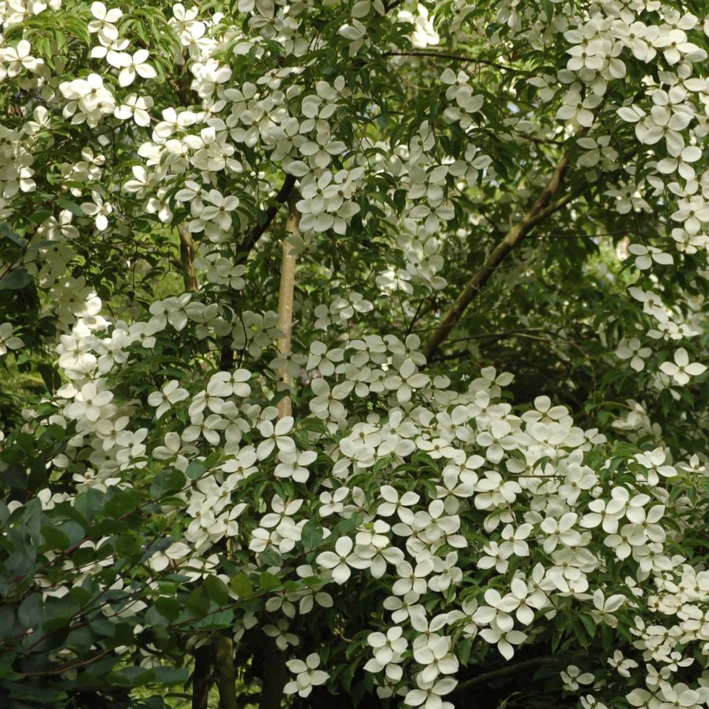 Cornus Norman Hadden - Cornouiller Ă Fleurs