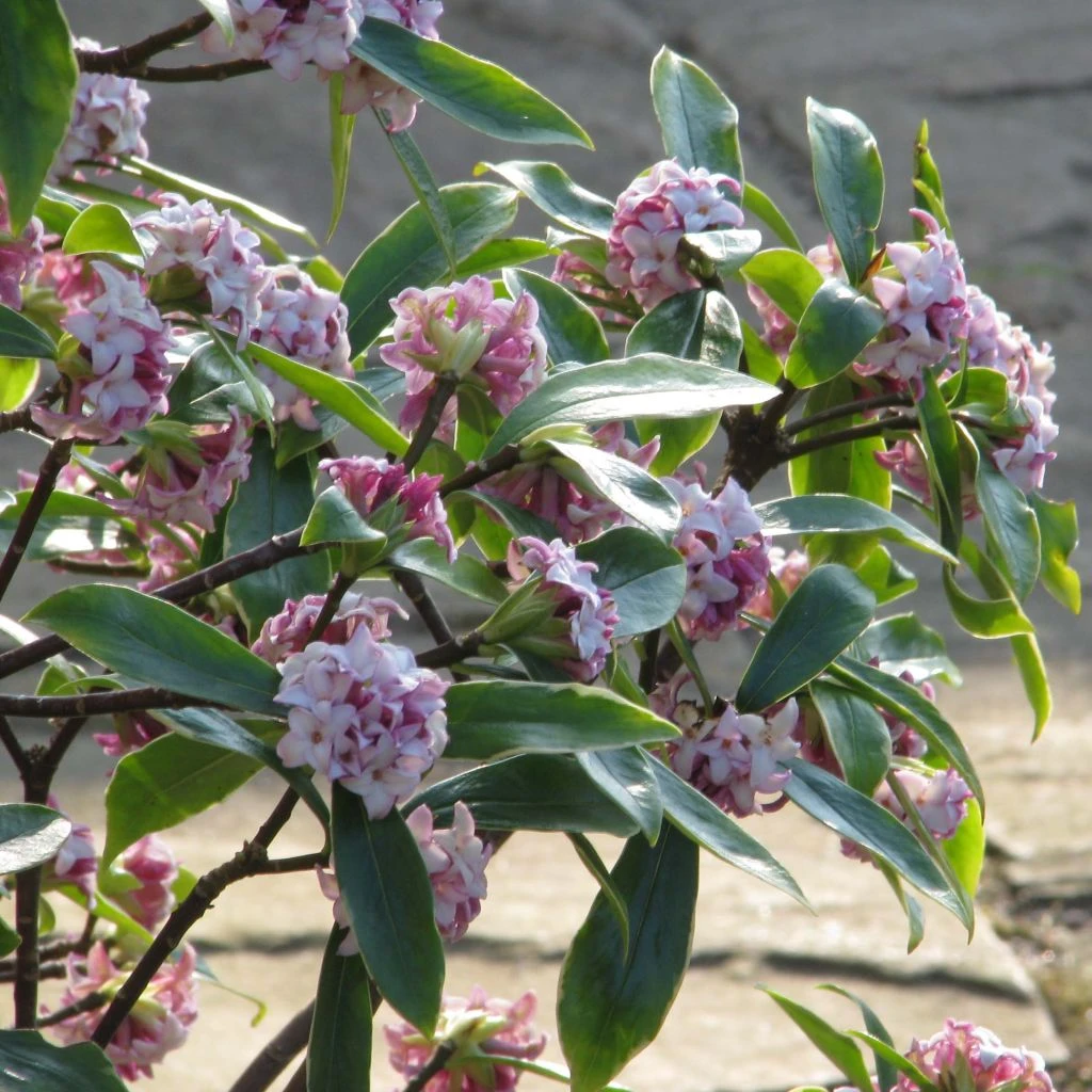 Daphne Odora Aureomarginata